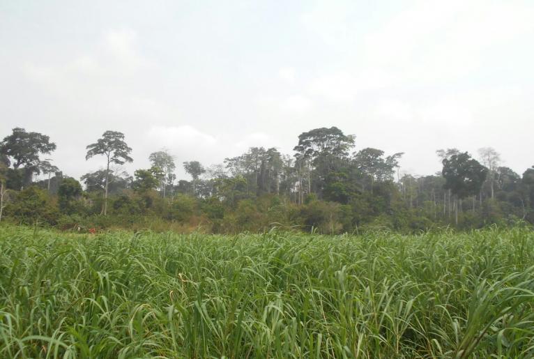 CENTRE Akonolinga 500 Hectares de Terrain agricole à Louer à Mengang /Cameroun